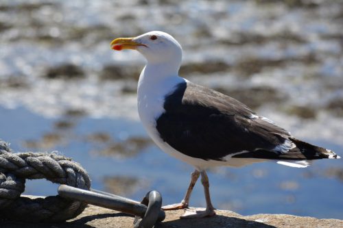 frankrijk_meeuw1-Medium-1