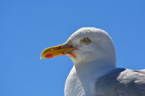 frankrijk_meeuw3-Medium-1