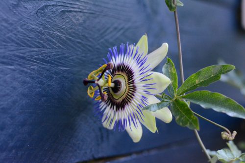 scherpte-diepte (3)_1024x683