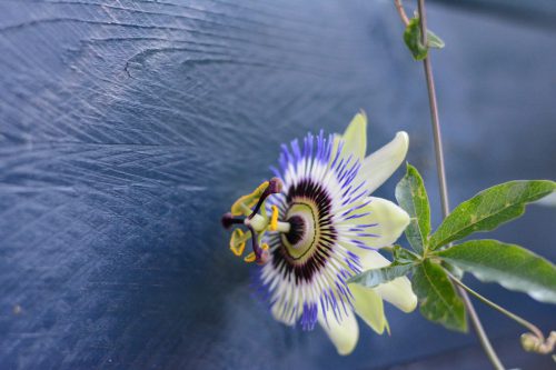 scherpte-diepte (4)_1024x683