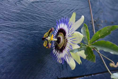 scherpte-diepte (5)_1024x683