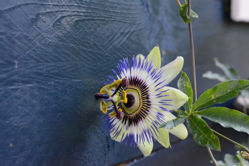 scherpte-diepte (6)_1024x683