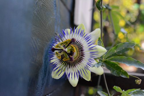 scherpte-diepte (7)_1024x683