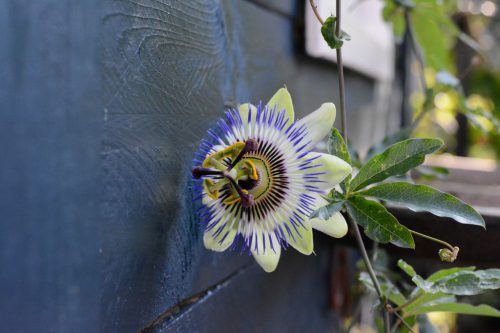 scherpte-diepte (8)_1024x683